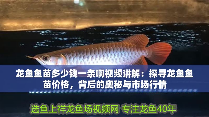 龍魚魚苗多少錢一條啊視頻講解：探尋龍魚魚苗價格，背后的奧秘與市場行情