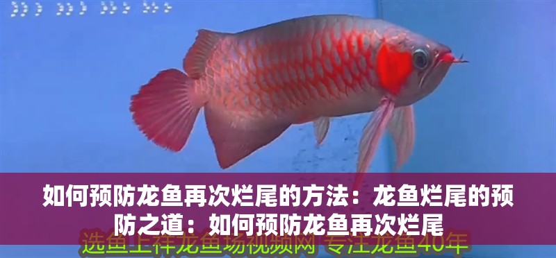 如何預防龍魚再次爛尾的方法：龍魚爛尾的預防之道：如何預防龍魚再次爛尾 如何預防龍魚再次爛尾的方法：龍魚爛尾的預防之道：如何預防龍魚再次爛尾 水族問答