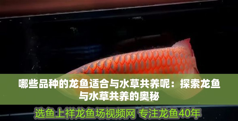哪些品種的龍魚適合與水草共養呢：探索龍魚與水草共養的奧秘