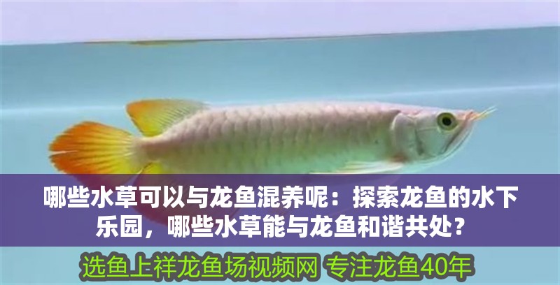 哪些水草可以與龍魚混養呢：探索龍魚的水下樂園，哪些水草能與龍魚和諧共處？