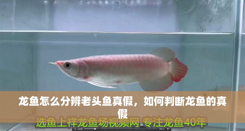 龍魚怎么分辨老頭魚真假，如何判斷龍魚的真假
