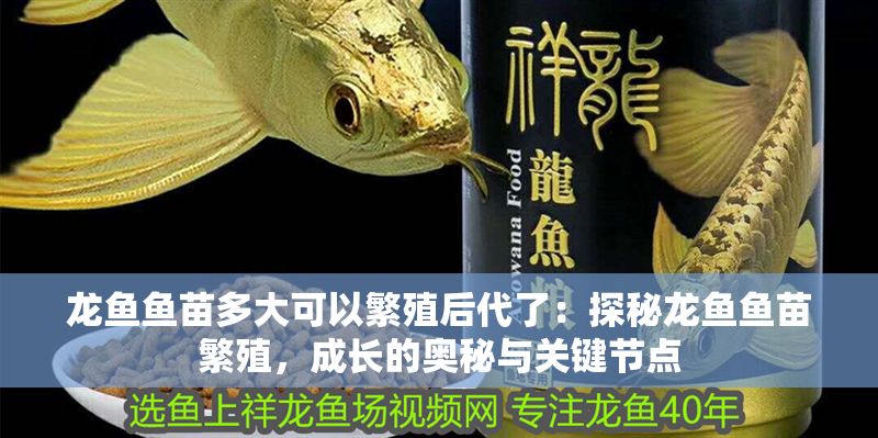 龍魚魚苗多大可以繁殖后代了：探秘龍魚魚苗繁殖，成長的奧秘與關鍵節點