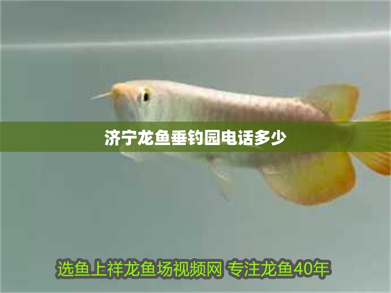濟寧龍魚垂釣園電話多少