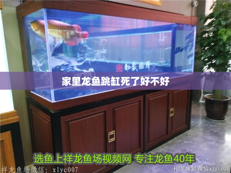 家里龍魚跳缸死了好不好 家里龍魚跳缸死了好不好 龍魚百科