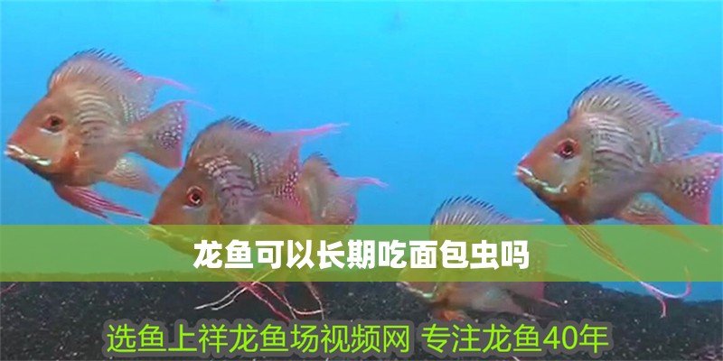 龍魚可以長期吃面包蟲嗎