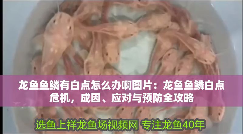 龍魚魚鱗有白點怎么辦啊圖片：龍魚魚鱗白點危機，成因、應對與預防全攻略