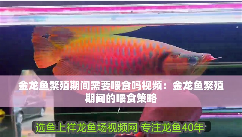金龍魚繁殖期間需要喂食嗎視頻：金龍魚繁殖期間的喂食策略