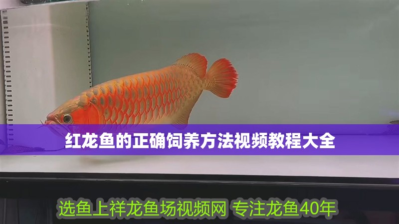 紅龍魚的正確飼養方法視頻教程大全 紅龍魚的正確飼養方法視頻教程大全 龍魚百科
