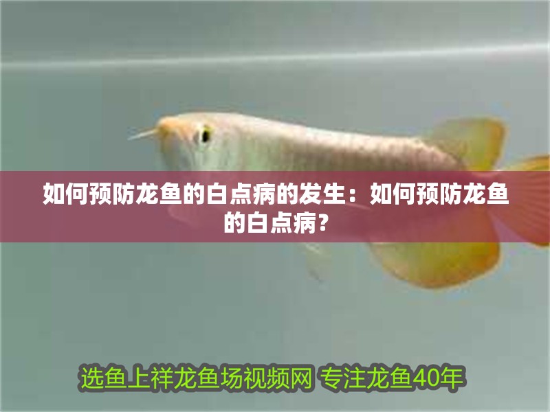 如何預防龍魚的白點病的發生：如何預防龍魚的白點病？