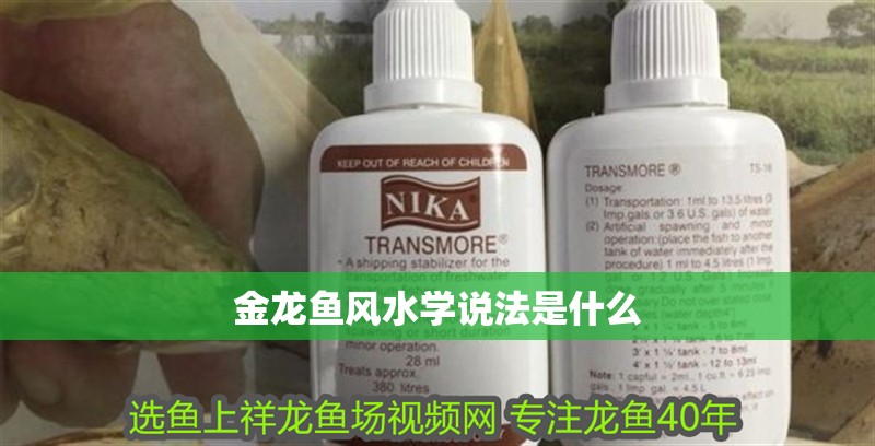 金龍魚風水學說法是什么 金龍魚風水學說法是什么 龍魚百科