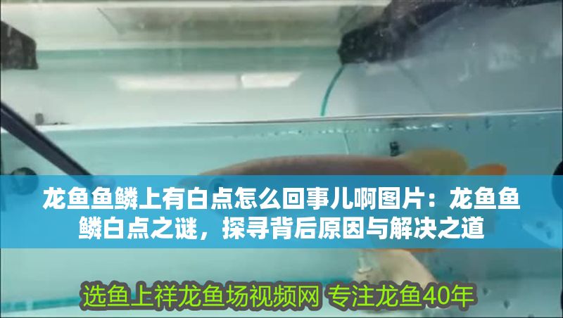 龍魚魚鱗上有白點怎么回事兒啊圖片：龍魚魚鱗白點之謎，探尋背后原因與解決之道