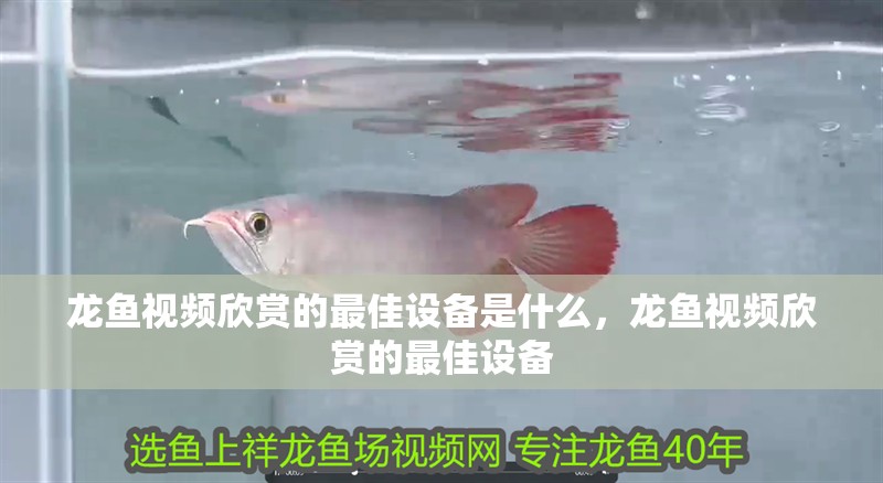 龍魚視頻欣賞的最佳設備是什么，龍魚視頻欣賞的最佳設備