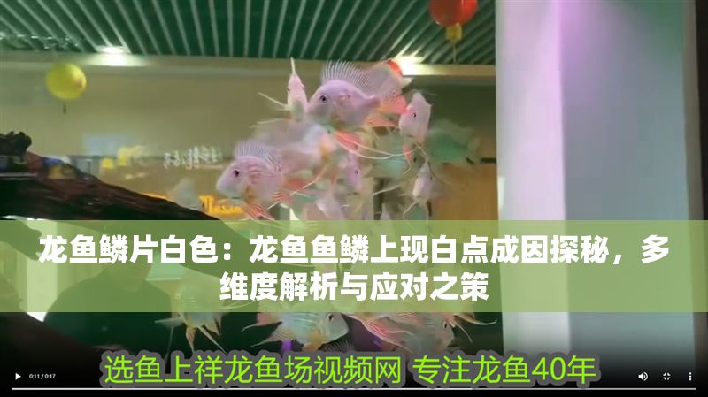 龍魚鱗片白色：龍魚魚鱗上現白點成因探秘，多維度解析與應對之策