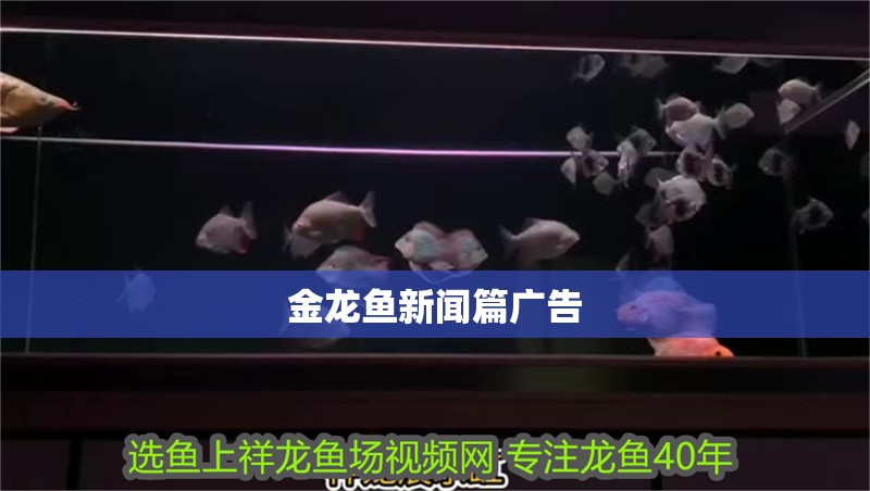 金龍魚(yú)新聞篇廣告