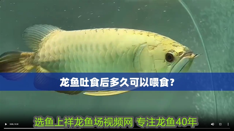 紅龍魚用黃燈烤有用嗎 龍魚吐食后多久可以喂食? 龍魚百科 龍魚吐食后多久可以喂食? 龍魚吐食后多久可以喂食? 龍魚百科