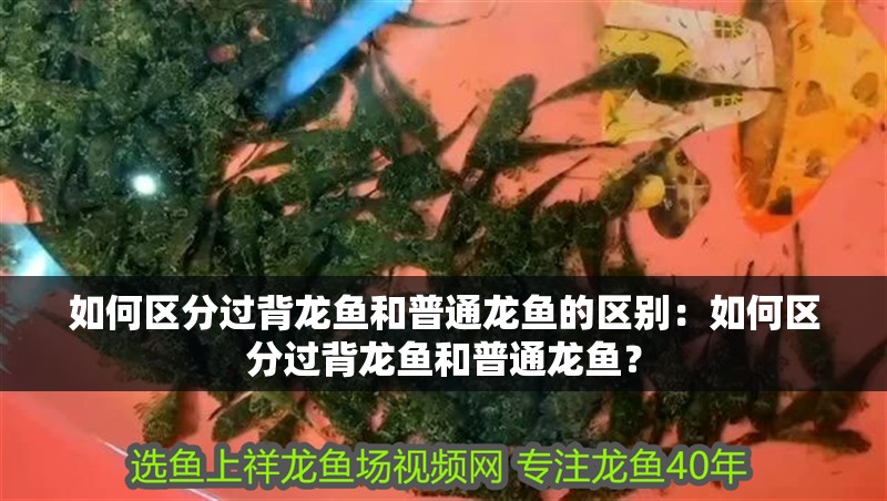 如何區分過背龍魚和普通龍魚的區別：如何區分過背龍魚和普通龍魚？