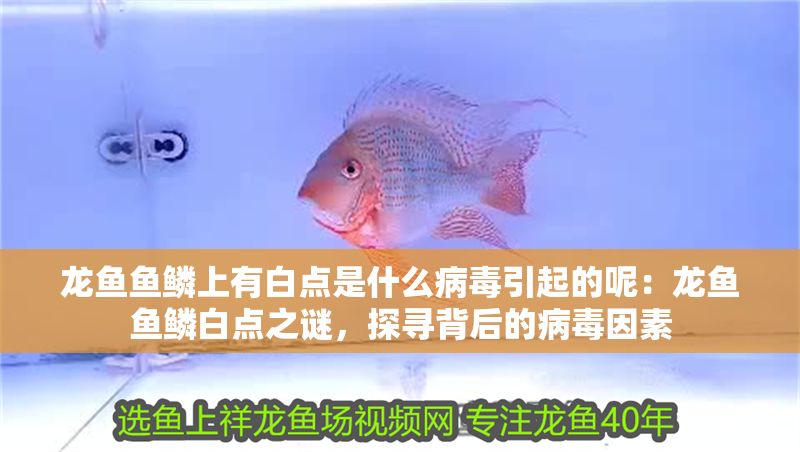 龍魚魚鱗上有白點是什么病毒引起的呢：龍魚魚鱗白點之謎，探尋背后的病毒因素