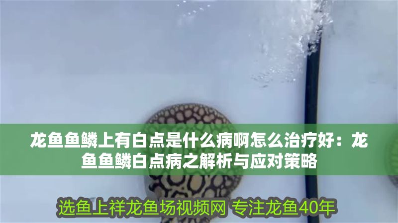 龍魚魚鱗上有白點是什么病啊怎么治療好：龍魚魚鱗白點病之解析與應(yīng)對策略