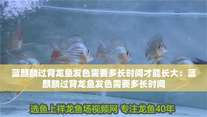 藍(lán)麒麟過(guò)背龍魚(yú)發(fā)色需要多長(zhǎng)時(shí)間才能長(zhǎng)大：藍(lán)麒麟過(guò)背龍魚(yú)發(fā)色需要多長(zhǎng)時(shí)間