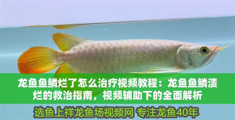 龍魚魚鱗爛了怎么治療視頻教程：龍魚魚鱗潰爛的救治指南，視頻輔助下的全面解析