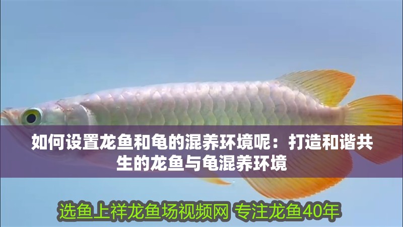 如何設置龍魚和龜的混養環境呢：打造和諧共生的龍魚與龜混養環境