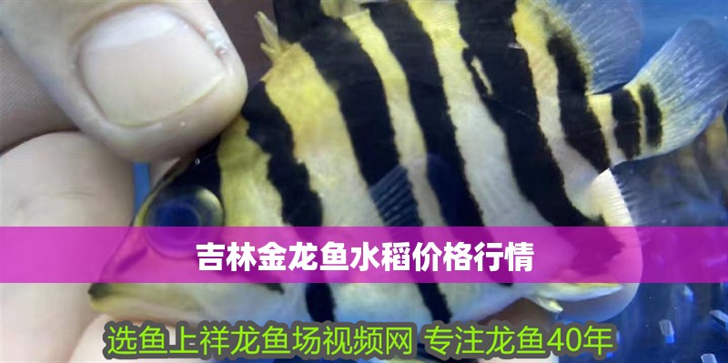 吉林金龍魚水稻價格行情