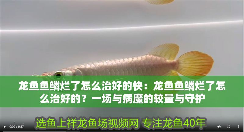 龍魚魚鱗爛了怎么治好的快：龍魚魚鱗爛了怎么治好的？一場與病魔的較量與守護