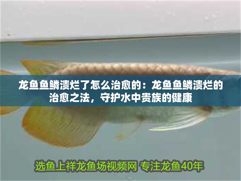 龍魚魚鱗潰爛了怎么治愈的：龍魚魚鱗潰爛的治愈之法，守護水中貴族的健康