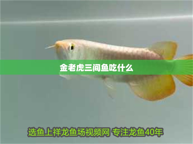 金老虎三間魚吃什么