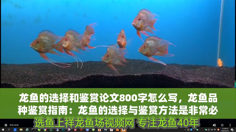 龍魚的選擇和鑒賞論文800字怎么寫，龍魚品種鑒賞指南：龍魚的選擇與鑒賞方法是非常必要的