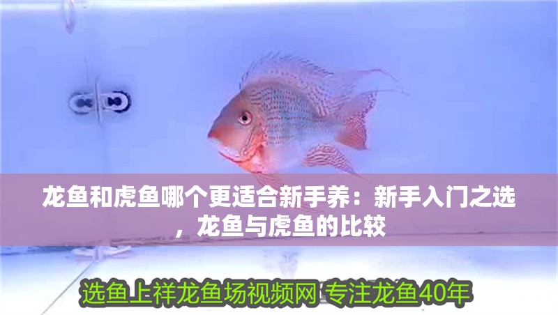 龍魚和虎魚哪個更適合新手養：新手入門之選，龍魚與虎魚的比較