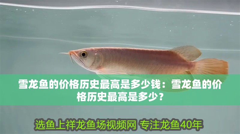 雪龍魚的價格歷史最高是多少錢：雪龍魚的價格歷史最高是多少？