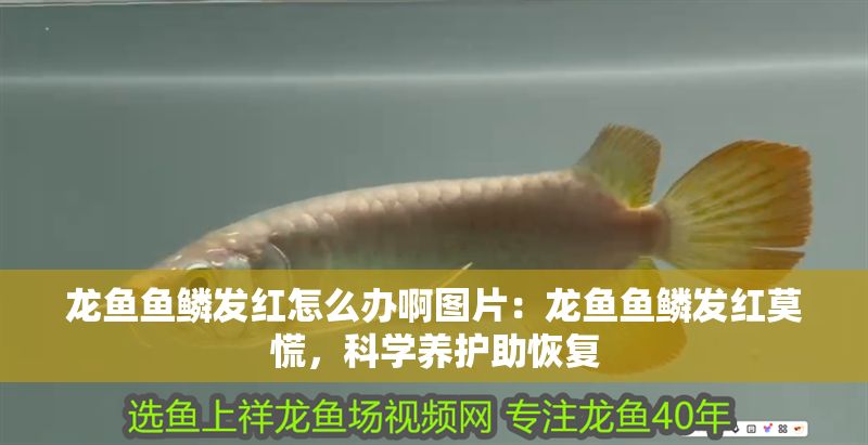 龍魚魚鱗發紅怎么辦啊圖片：龍魚魚鱗發紅莫慌，科學養護助恢復