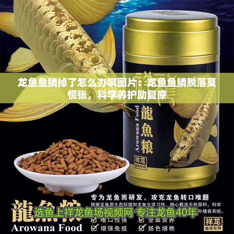 龍魚魚鱗掉了怎么辦啊圖片：龍魚魚鱗脫落莫慌張，科學(xué)養(yǎng)護(hù)助復(fù)原