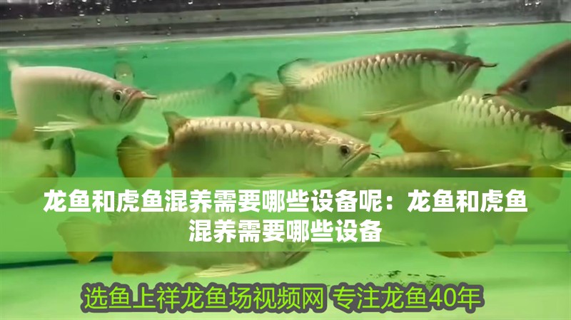 龍魚和虎魚混養(yǎng)需要哪些設(shè)備呢：龍魚和虎魚混養(yǎng)需要哪些設(shè)備