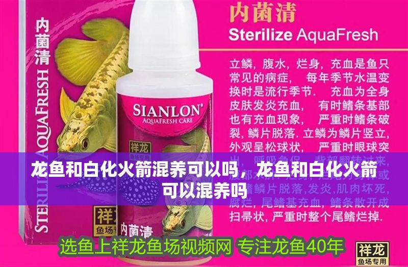 龍魚和白化火箭混養可以嗎，龍魚和白化火箭可以混養嗎