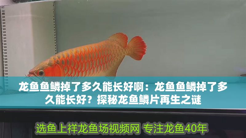 龍魚魚鱗掉了多久能長好啊：龍魚魚鱗掉了多久能長好？探秘龍魚鱗片再生之謎