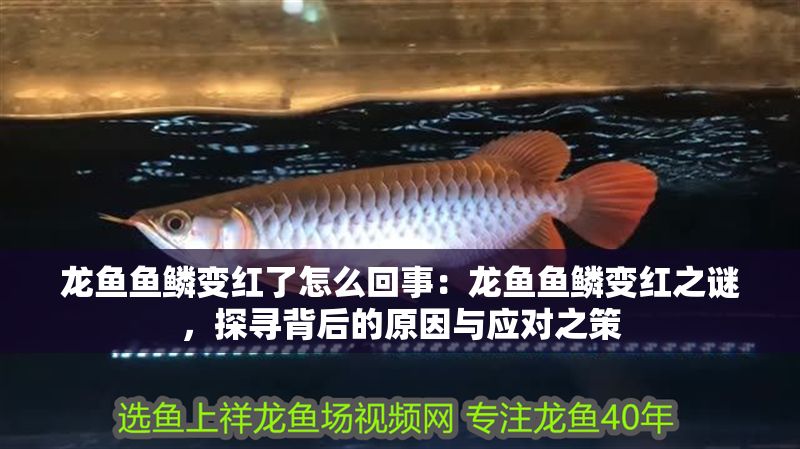 龍魚魚鱗變紅了怎么回事：龍魚魚鱗變紅之謎，探尋背后的原因與應對之策