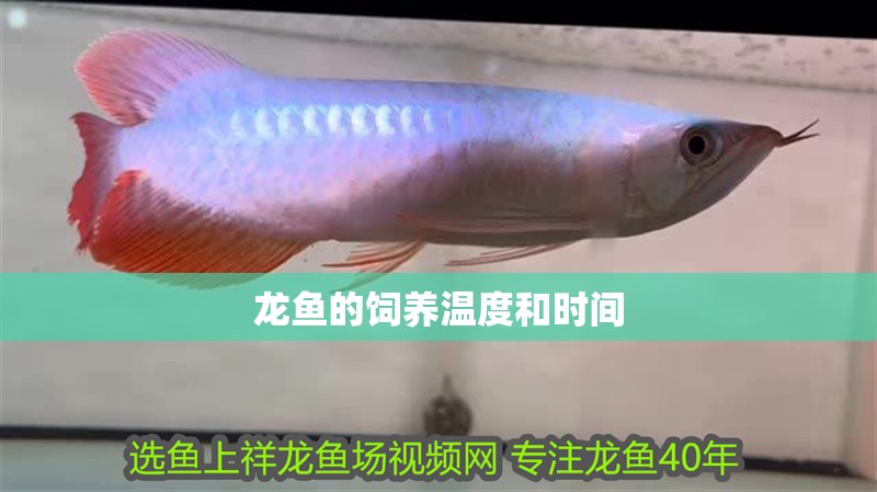 龍魚的飼養溫度和時間