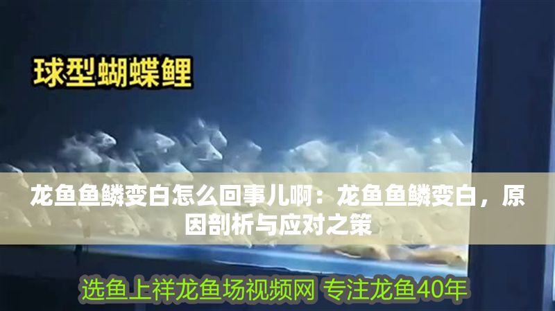 龍魚魚鱗變白怎么回事兒啊：龍魚魚鱗變白，原因剖析與應對之策