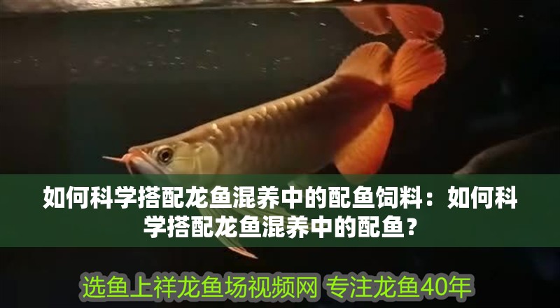 如何科學(xué)搭配龍魚混養(yǎng)中的配魚飼料：如何科學(xué)搭配龍魚混養(yǎng)中的配魚？