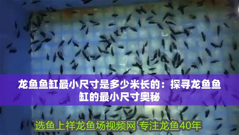 龍魚魚缸最小尺寸是多少米長的：探尋龍魚魚缸的最小尺寸奧秘