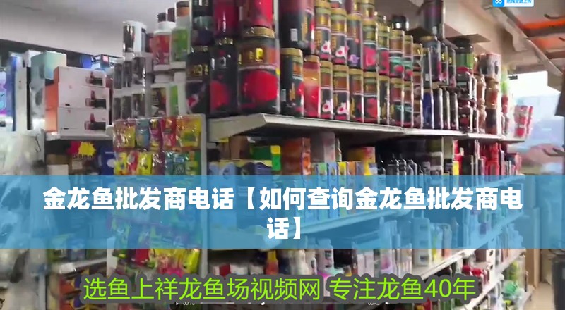 金龍魚批發商電話【如何查詢金龍魚批發商電話】