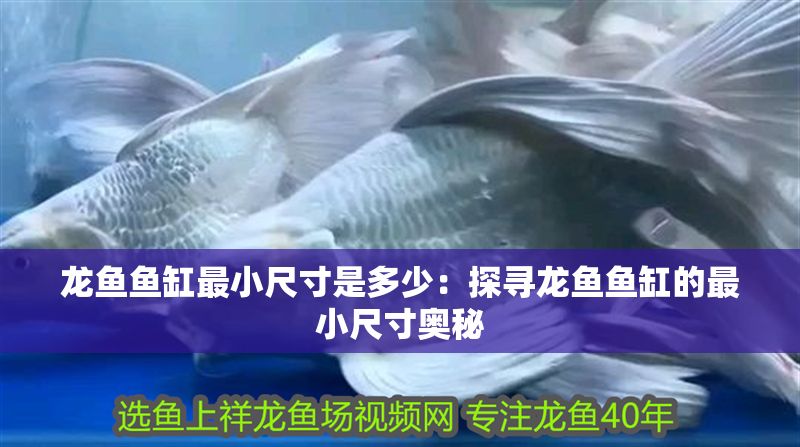 龍魚魚缸最小尺寸是多少：探尋龍魚魚缸的最小尺寸奧秘