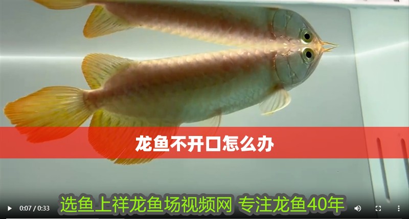 龍魚不開口怎么辦