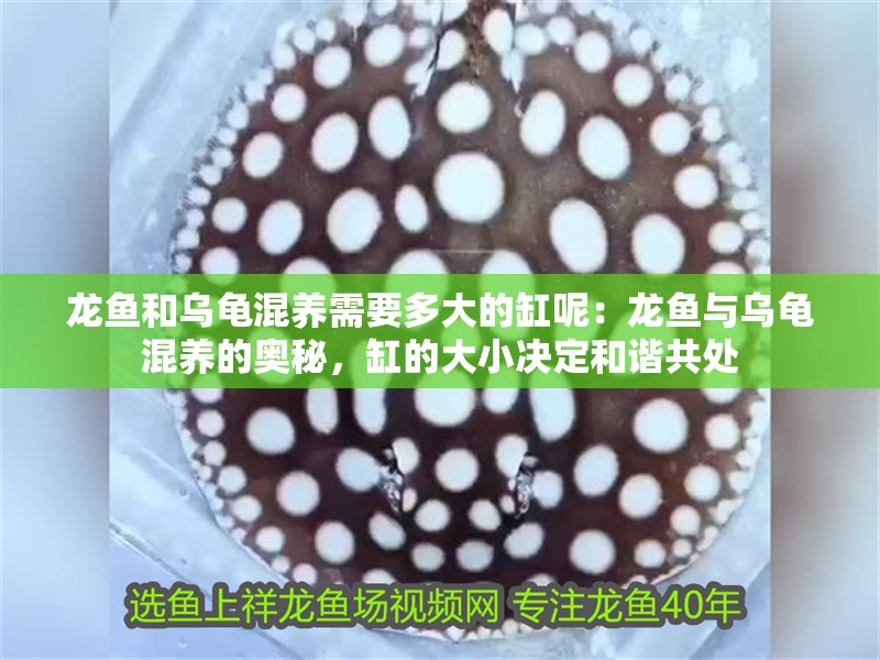 龍魚和烏龜混養需要多大的缸呢：龍魚與烏龜混養的奧秘，缸的大小決定和諧共處
