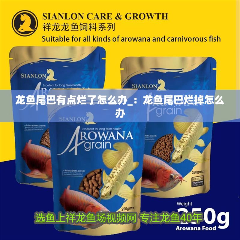 龍魚尾巴有點爛了怎么辦_:龍魚尾巴爛掉怎么辦 龍魚百科 第2張 龍魚尾巴有點爛了怎么辦_:龍魚尾巴爛掉怎么辦 龍魚尾巴有點爛了怎么辦_:龍魚尾巴爛掉怎么辦 龍魚百科 第2張