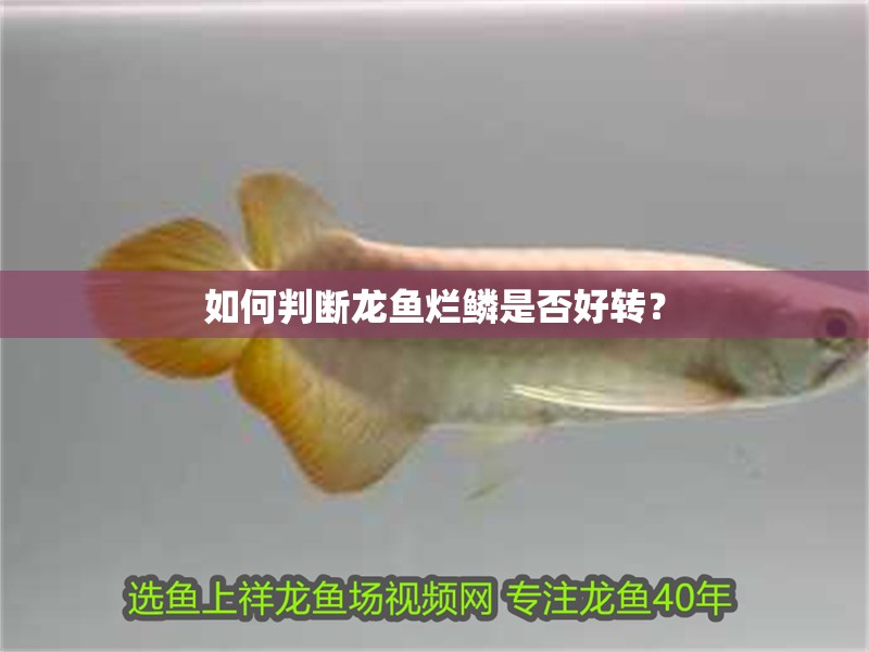 如何判斷龍魚爛鱗是否好轉(zhuǎn)？ 如何判斷龍魚爛鱗是否好轉(zhuǎn)？ 龍魚百科