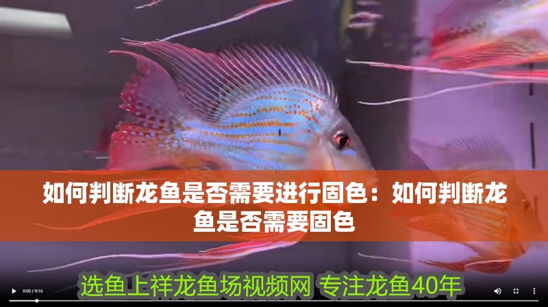 如何判斷龍魚是否需要進行固色：如何判斷龍魚是否需要固色