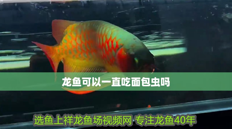 龍魚可以一直吃面包蟲嗎